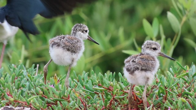 Black-necked Stilt - ML638839644