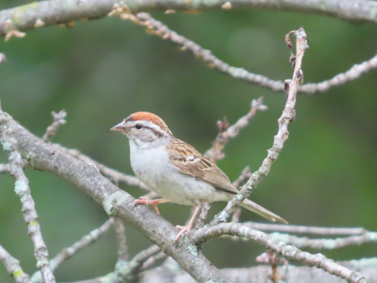 Chipping Sparrow - ML638839650