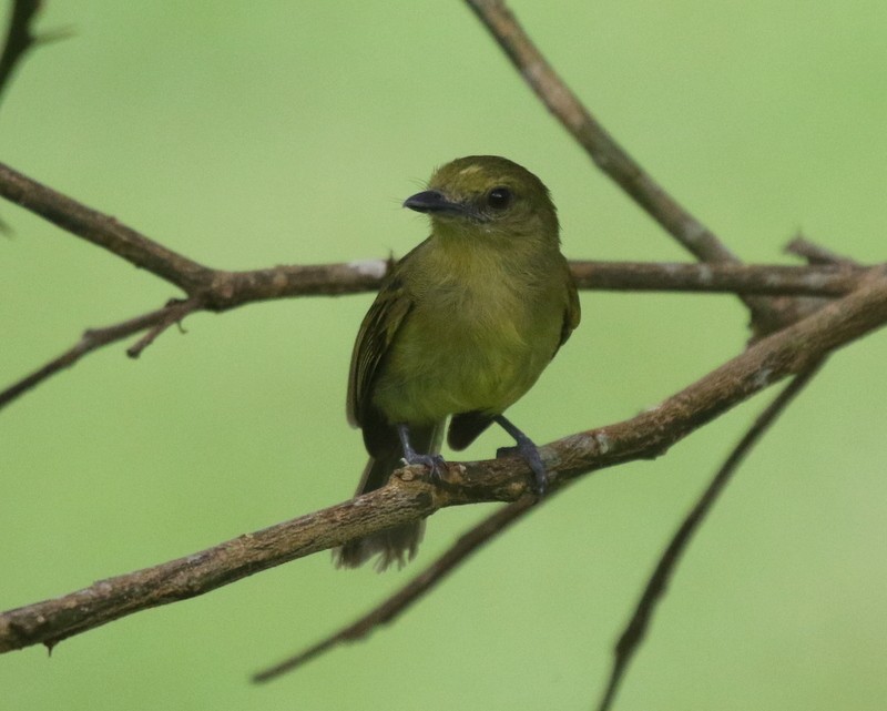 Olive-faced Flatbill - ML638839656