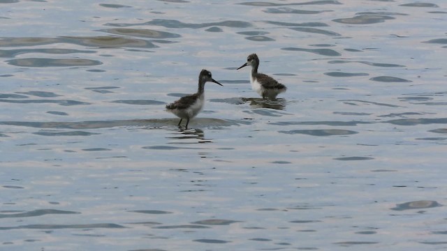 Black-necked Stilt - ML638839674
