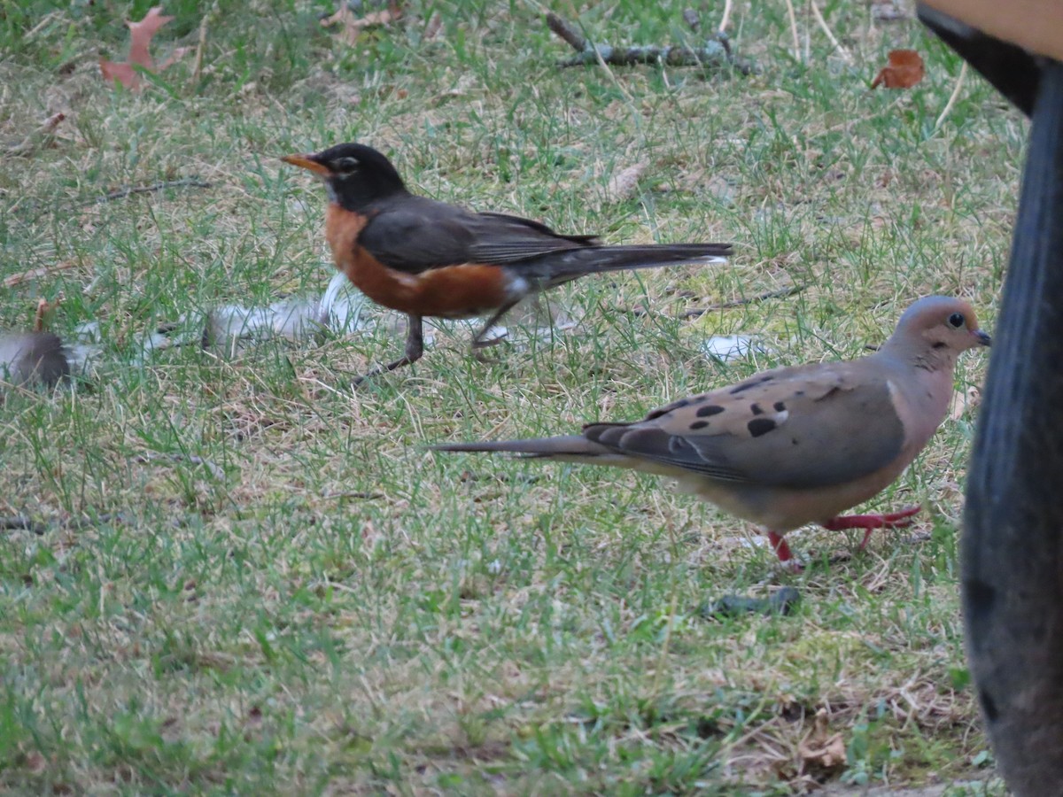 Mourning Dove - ML638839705
