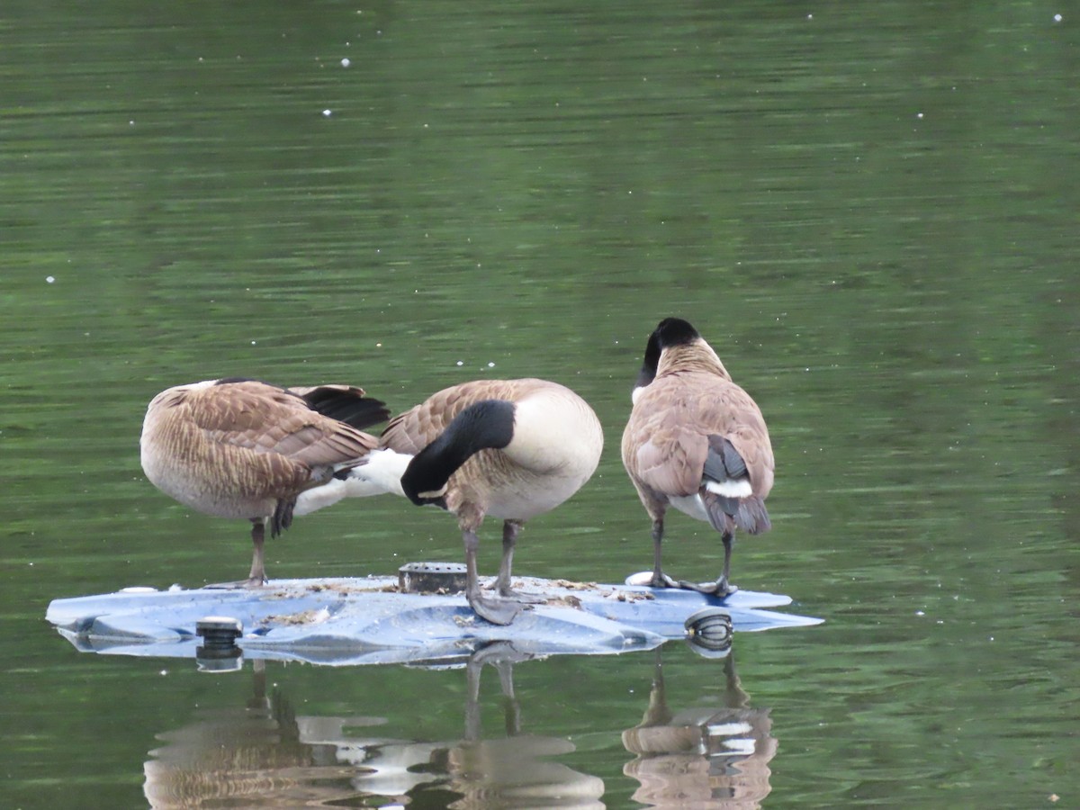 Canada Goose - ML638839711