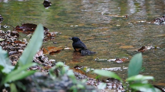 Fulvous-crested Tanager - ML638839741