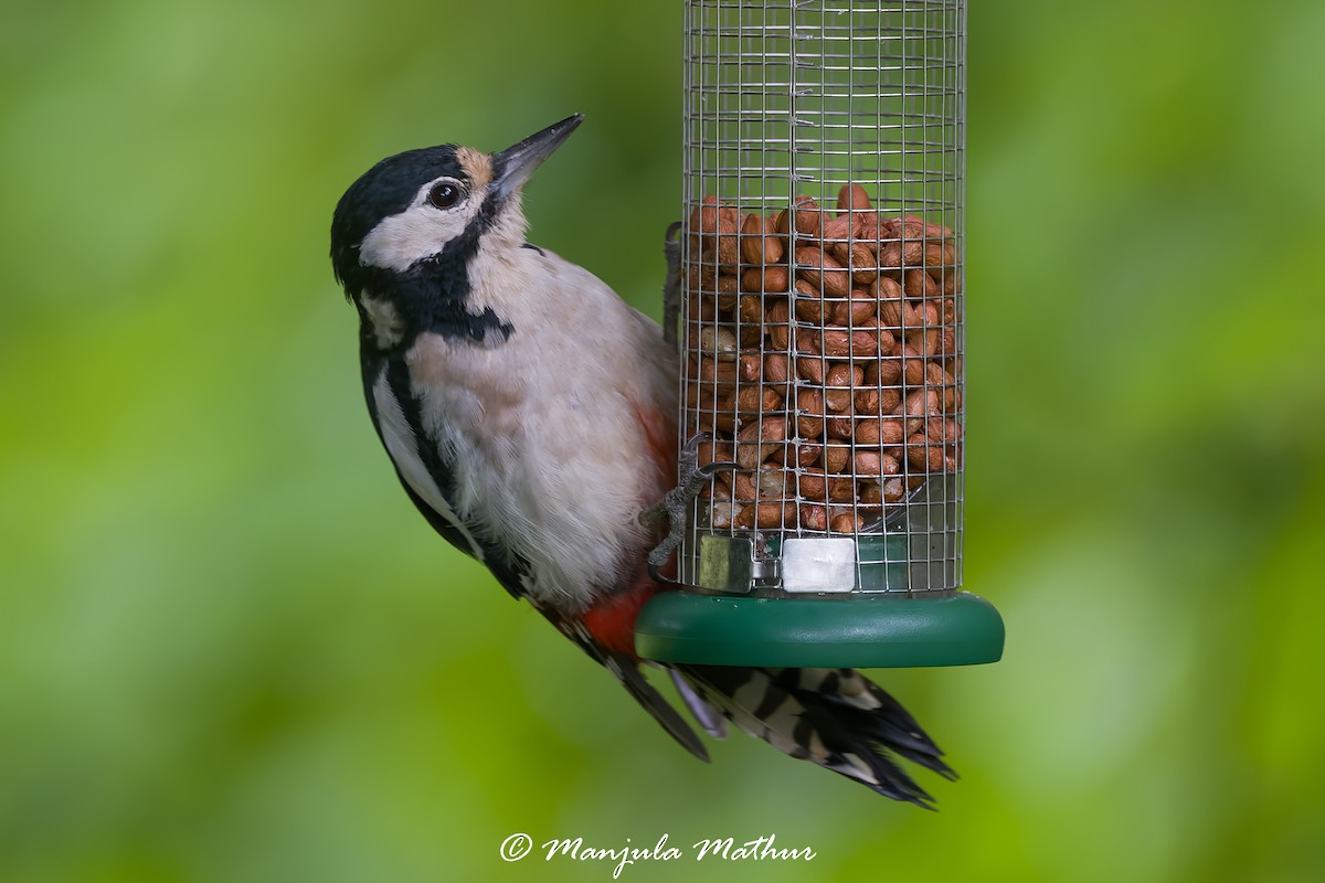 strakapoud velký - ML638839752