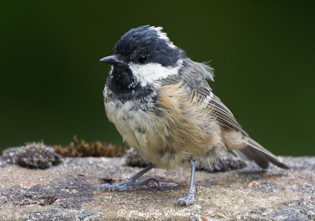 sýkora uhelníček - ML638839816