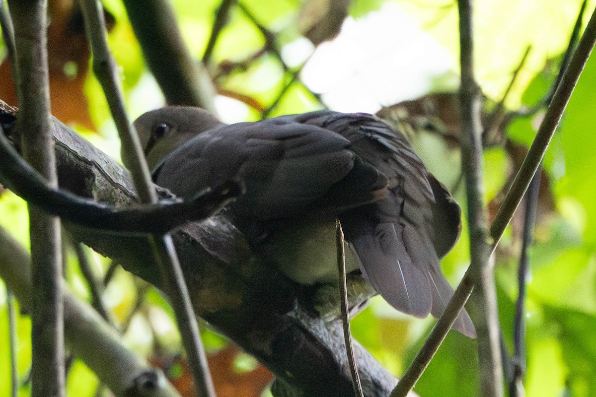 Gray-chested Dove - ML638839818