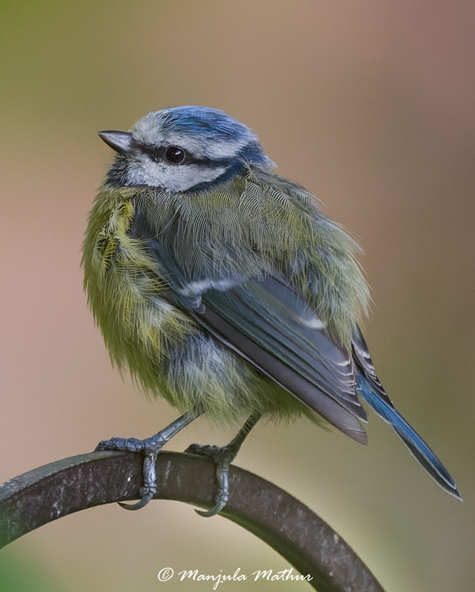 sýkora modřinka - ML638839832