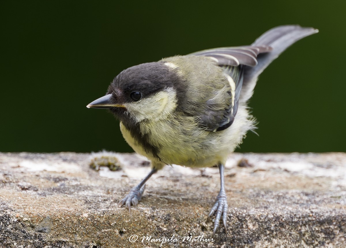 sýkora koňadra - ML638839840