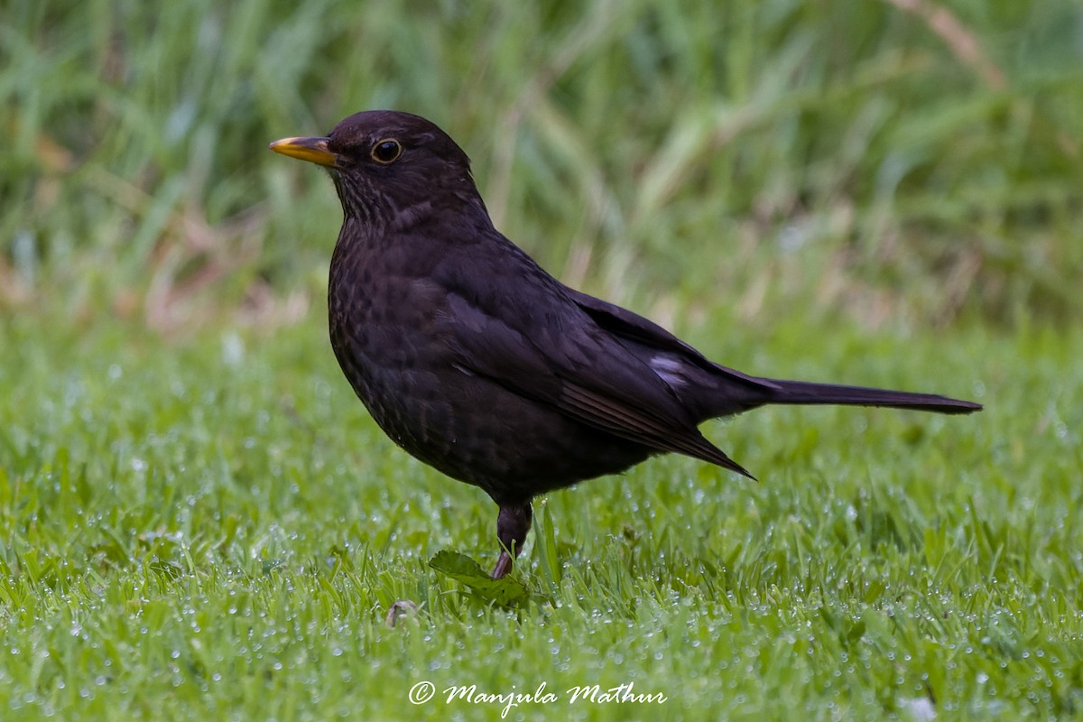 kos černý - ML638839848