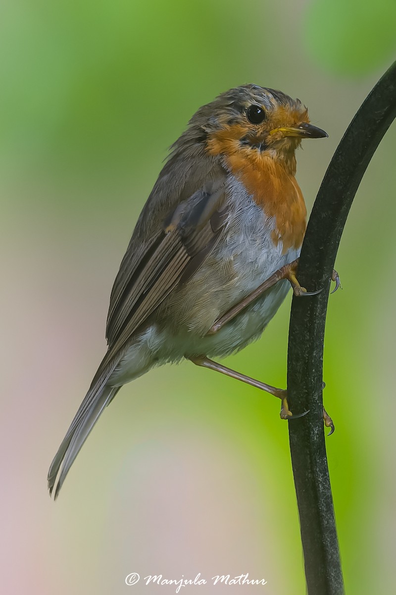 červenka obecná - ML638839856