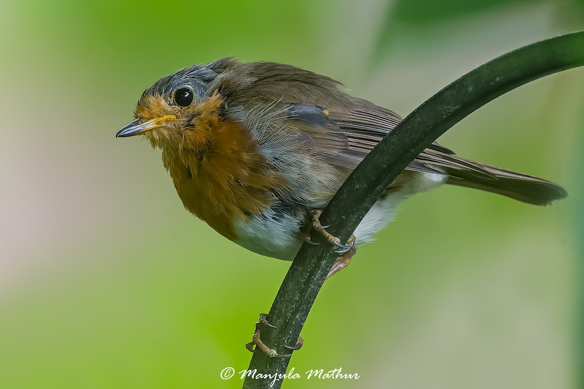 červenka obecná - ML638839860