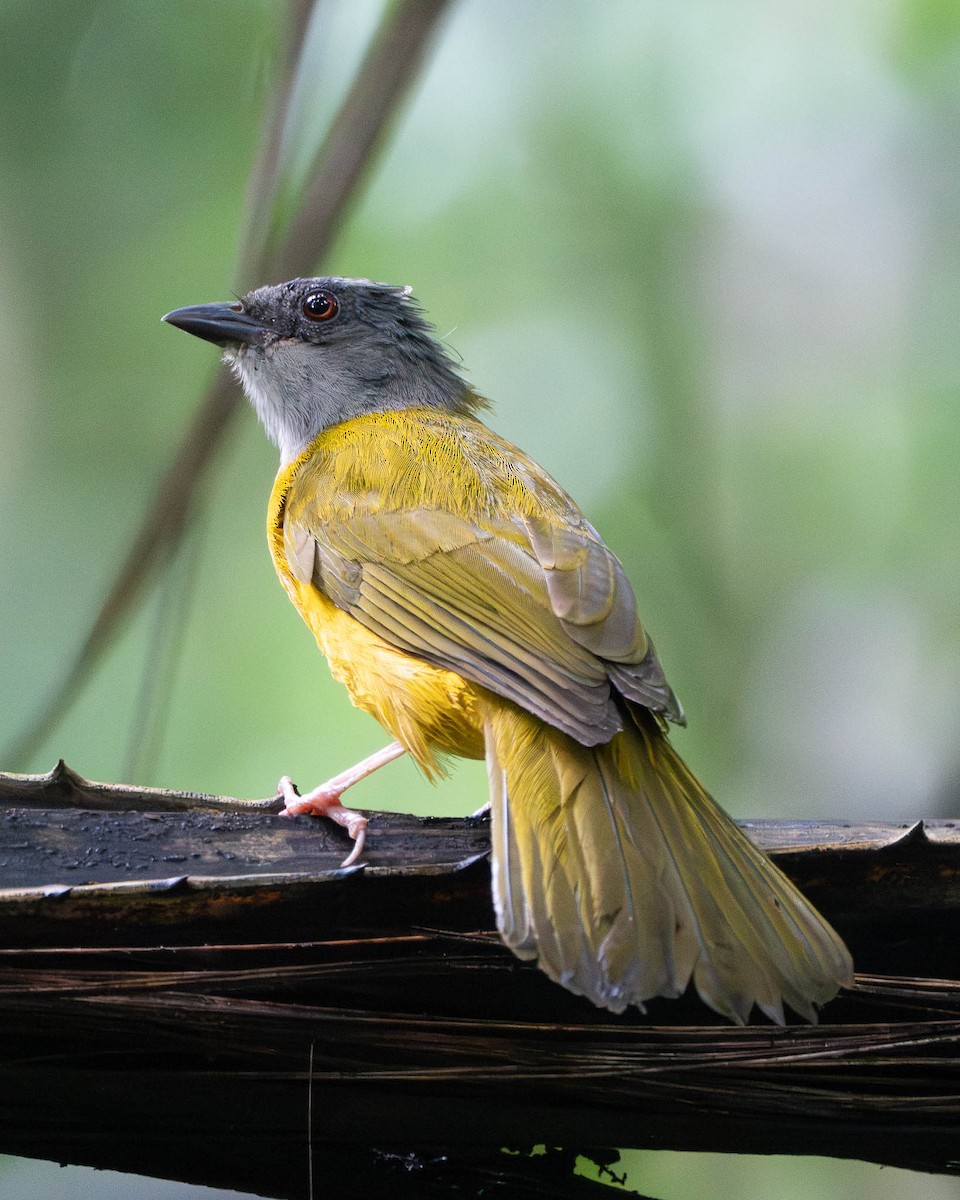 Gray-headed Tanager - ML638839862