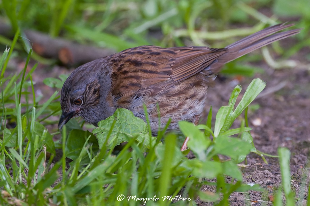 pěvuška modrá - ML638839866