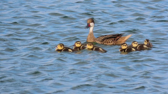 White-cheeked Pintail - ML638839869