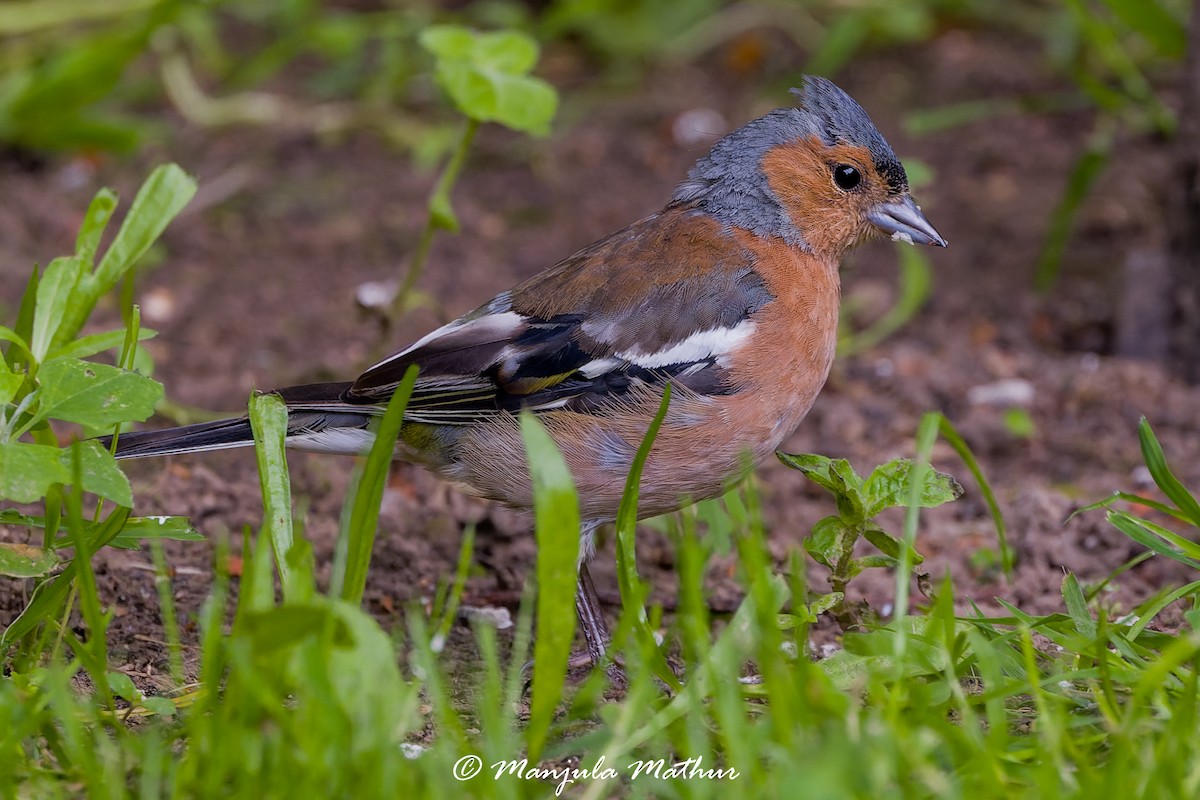 pěnkava obecná - ML638839876