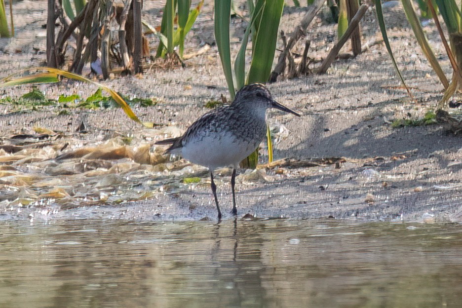 Semipalmated Sandpiper - ML638839915