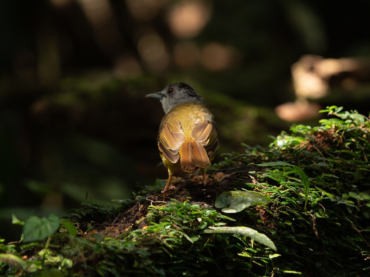 Yellow-bellied Bulbul - ML638839945
