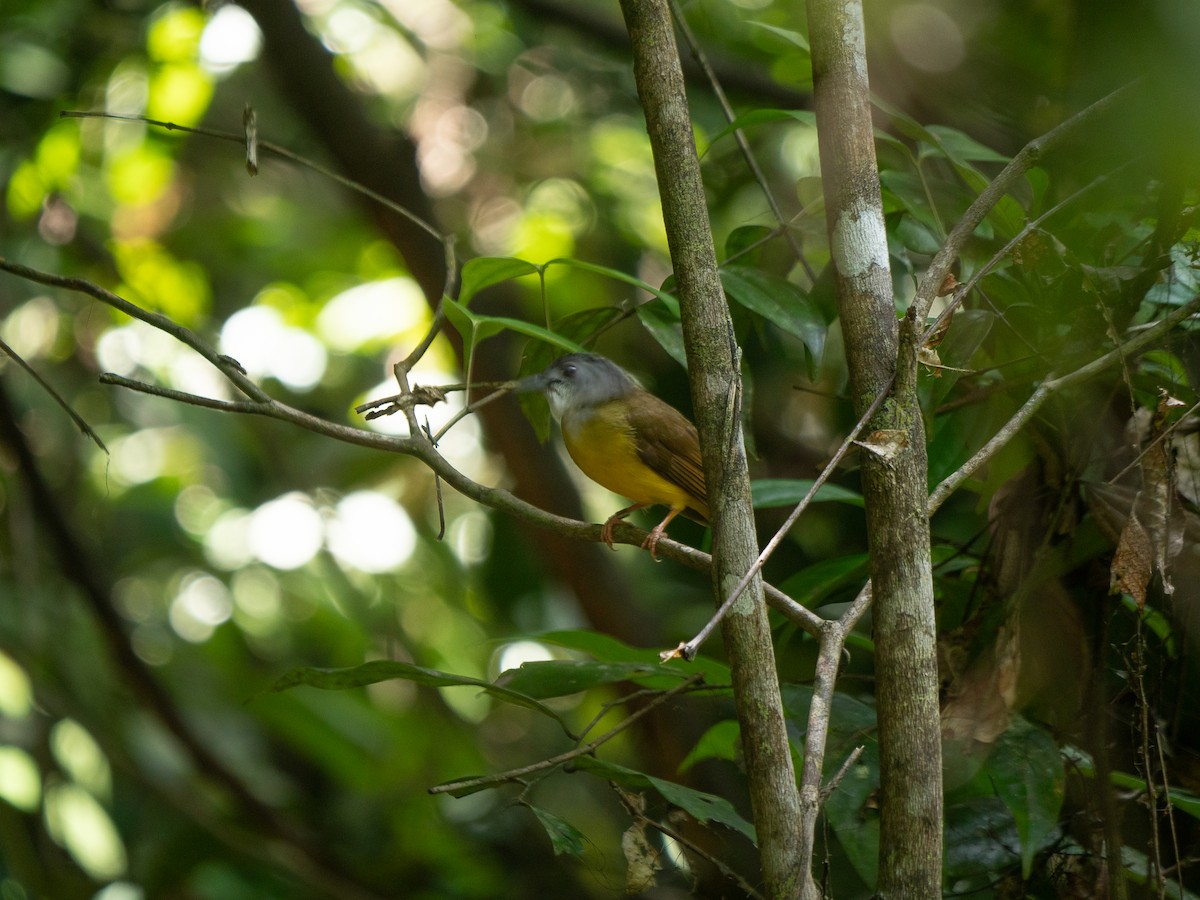Yellow-bellied Bulbul - ML638839951
