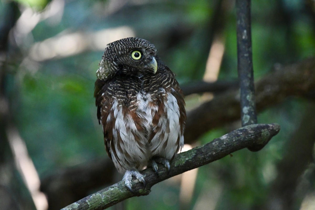 Javan Owlet - ML638839955