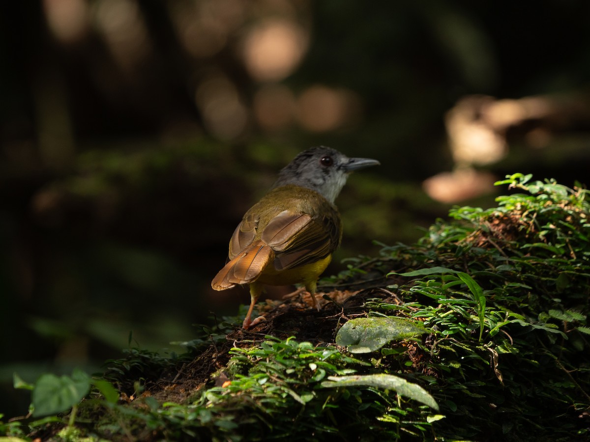 Yellow-bellied Bulbul - ML638839968