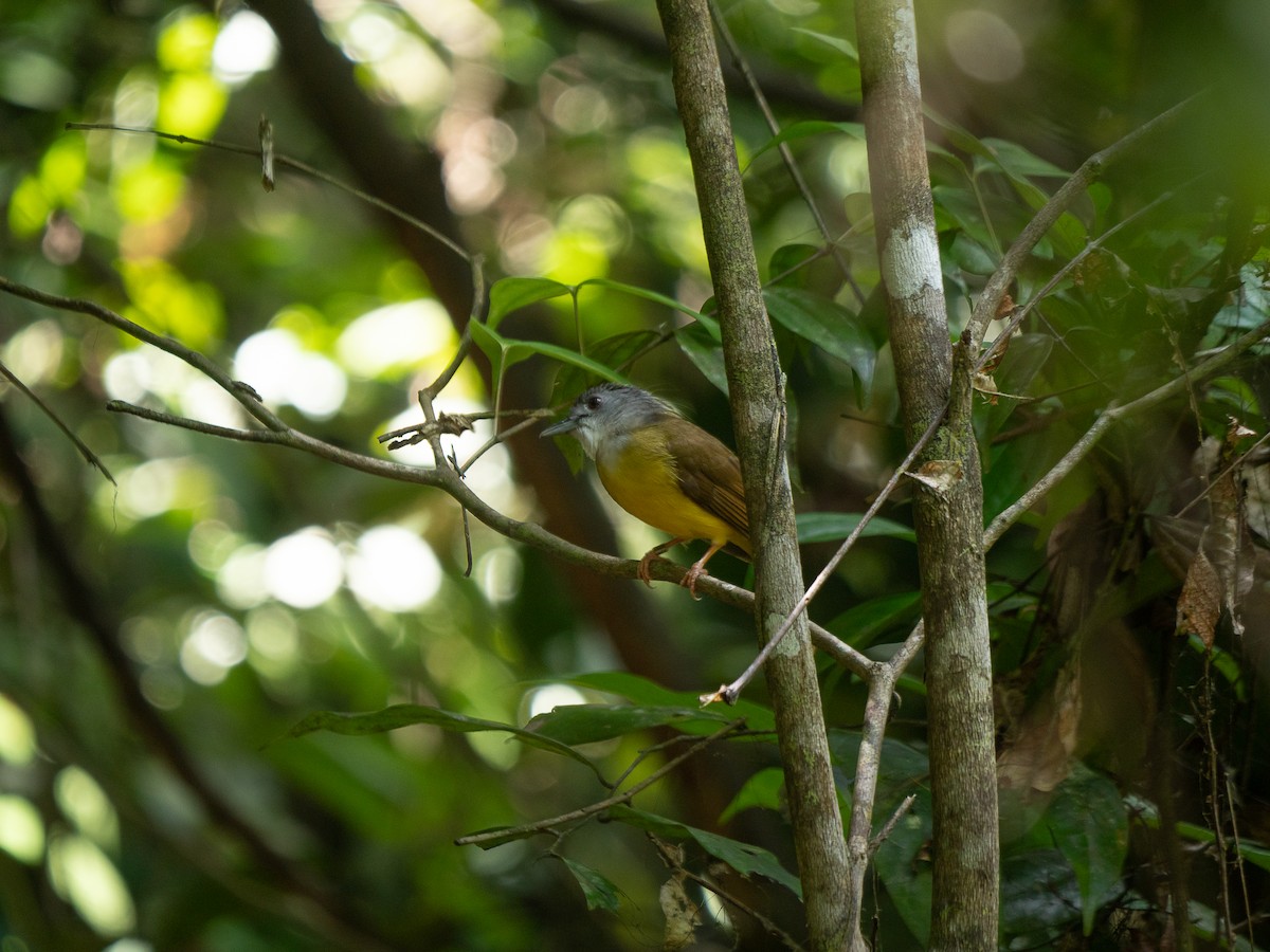 Yellow-bellied Bulbul - ML638839975