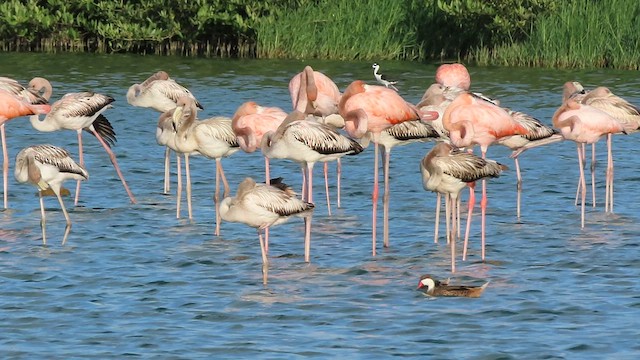 American Flamingo - ML638840037