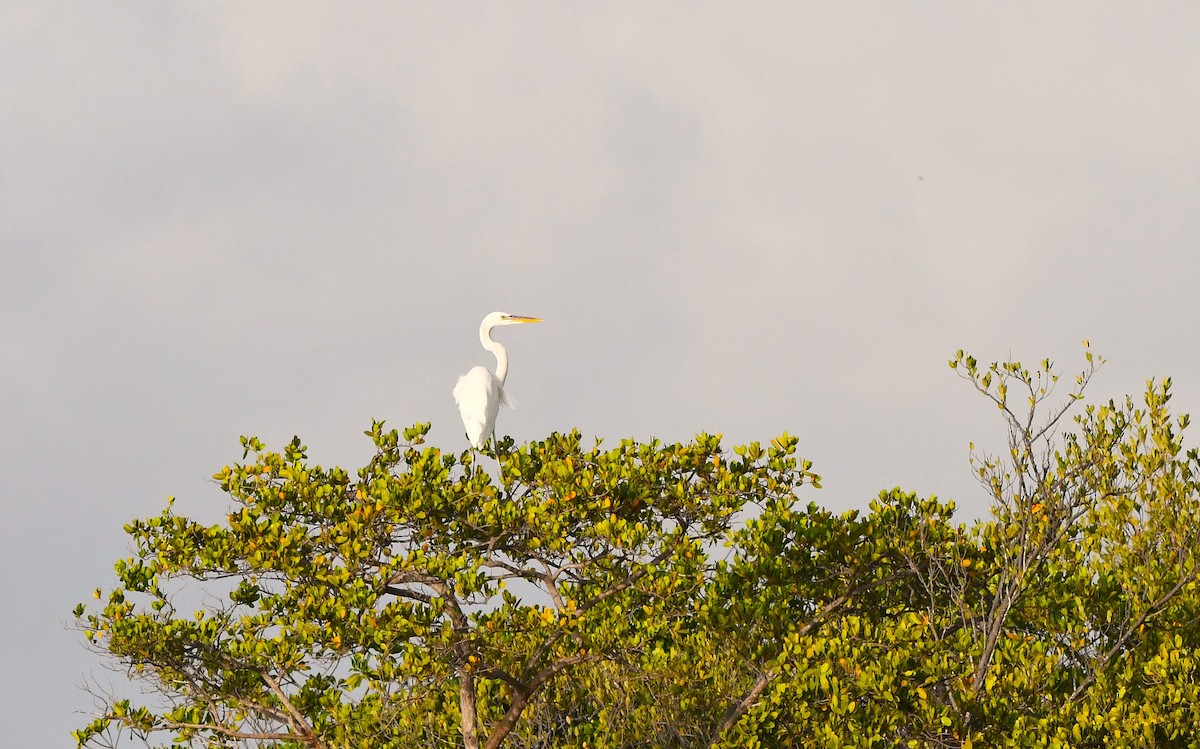 Great Blue Heron (Great White) - ML638840064