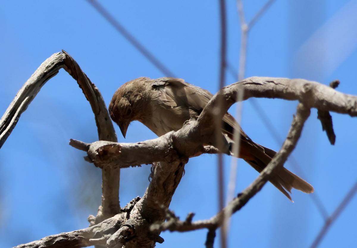 California Towhee - ML638840066