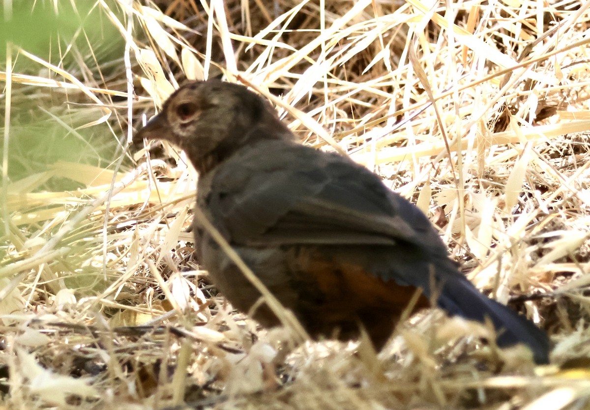 California Towhee - ML638840067