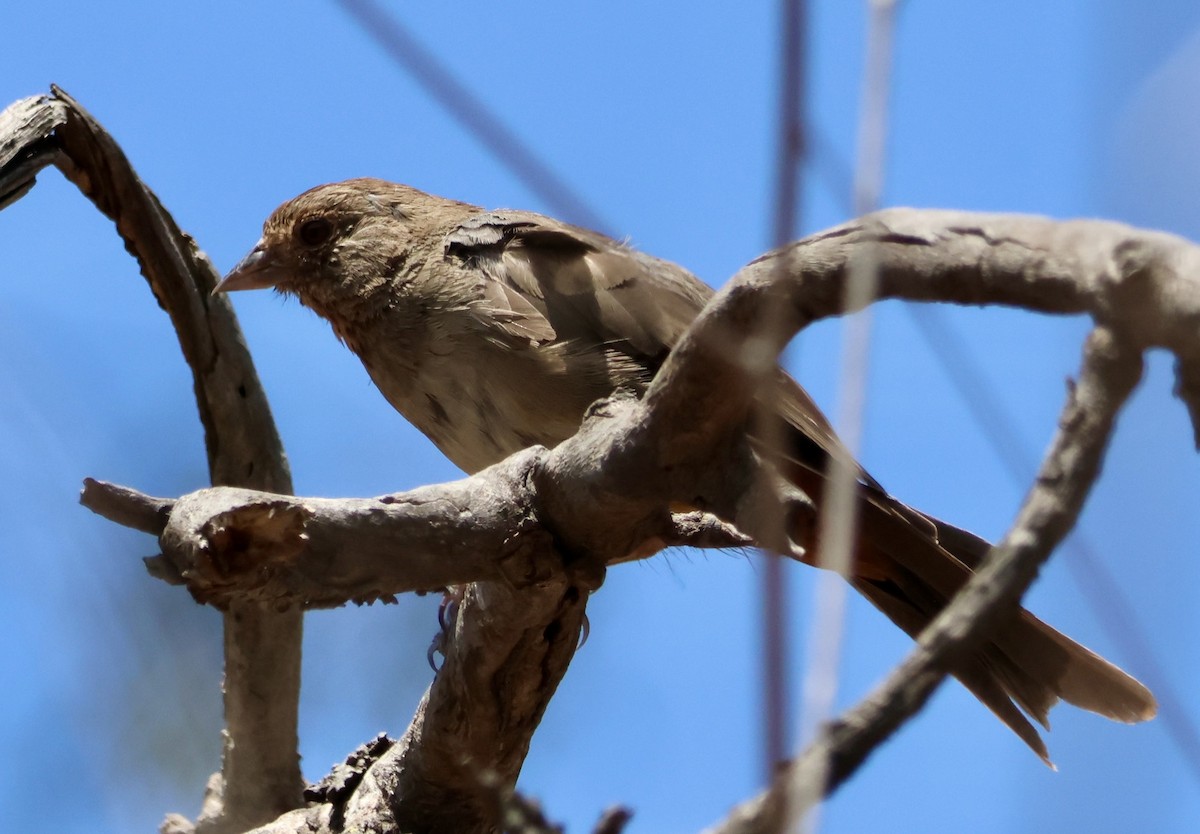 California Towhee - ML638840069