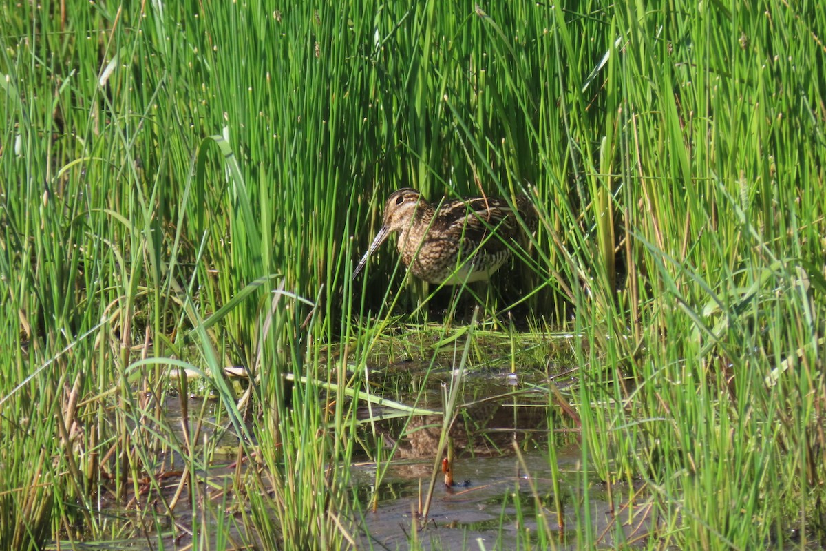 Wilson's Snipe - ML638840070