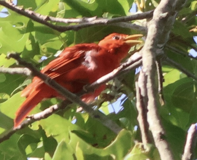 Summer Tanager - ML638840099
