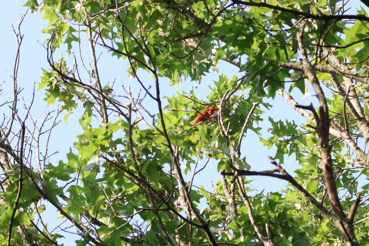Summer Tanager - ML638840100