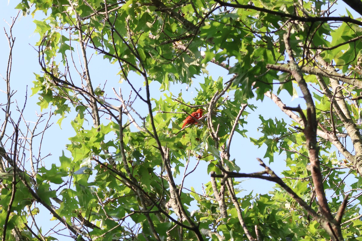Summer Tanager - ML638840101