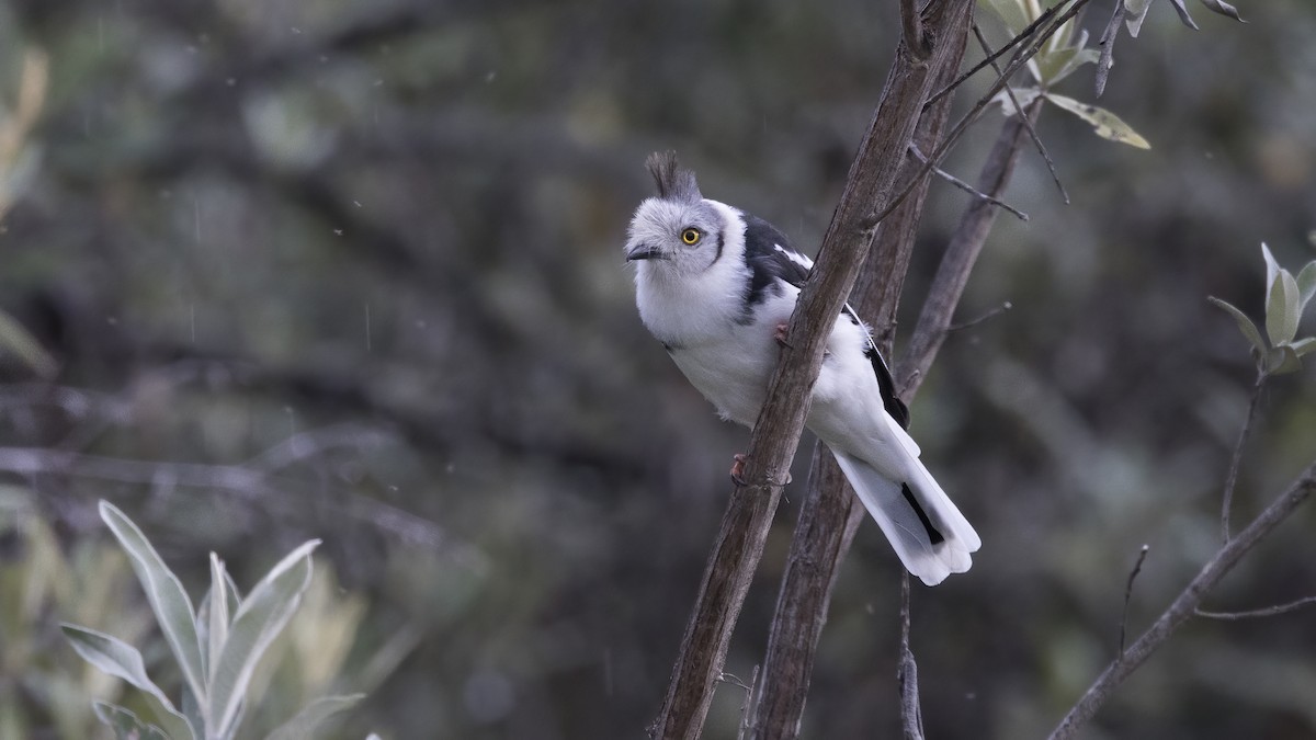 Gray-crested Helmetshrike - ML638840106