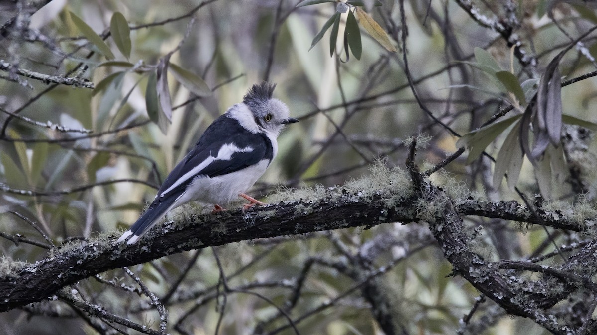 Gray-crested Helmetshrike - ML638840109