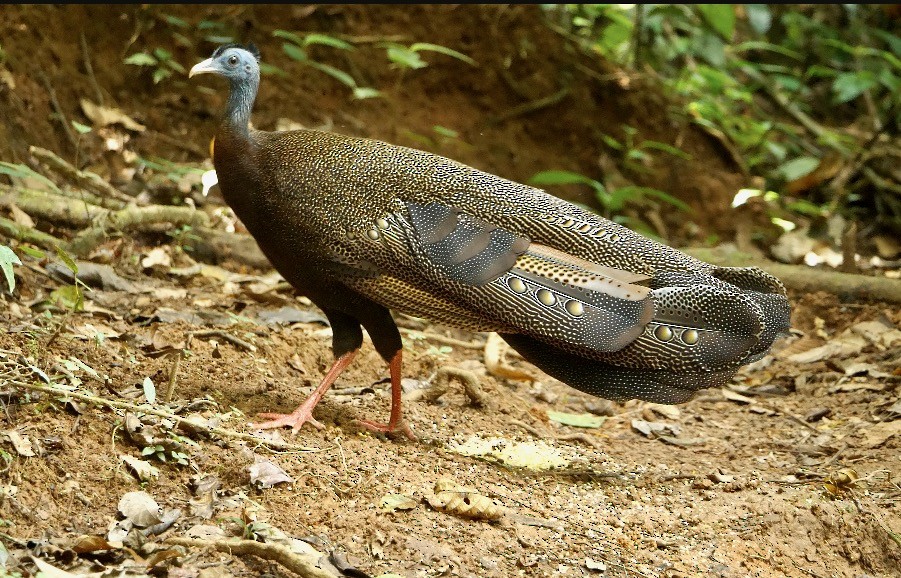 Argus géant - ML638840131