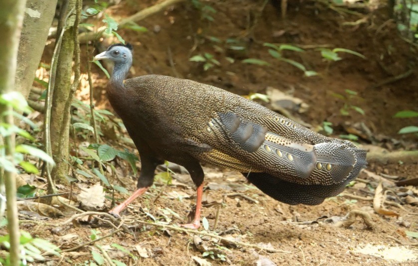 Argus géant - ML638840133