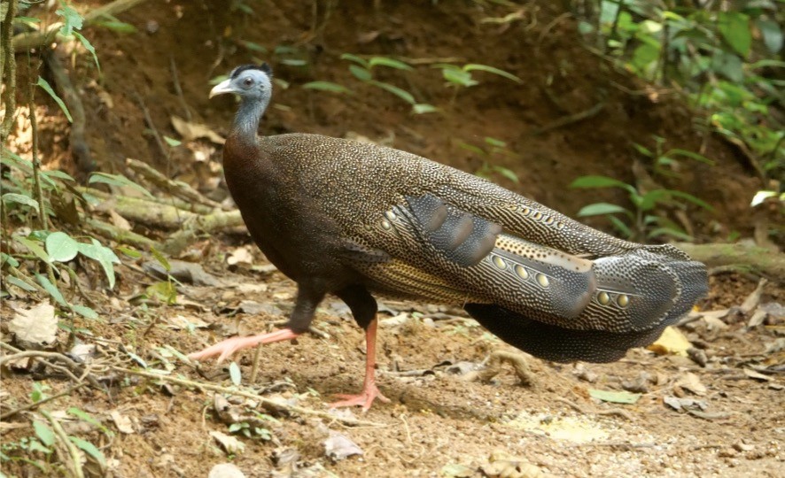 Argus géant - ML638840134