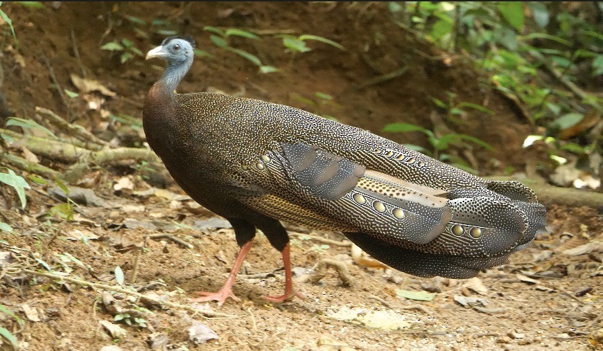 Argus géant - ML638840135