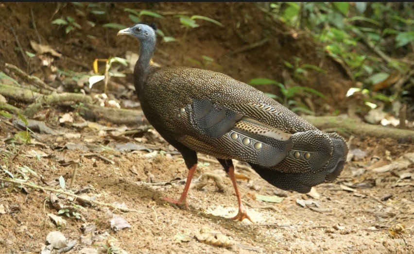 Argus géant - ML638840136
