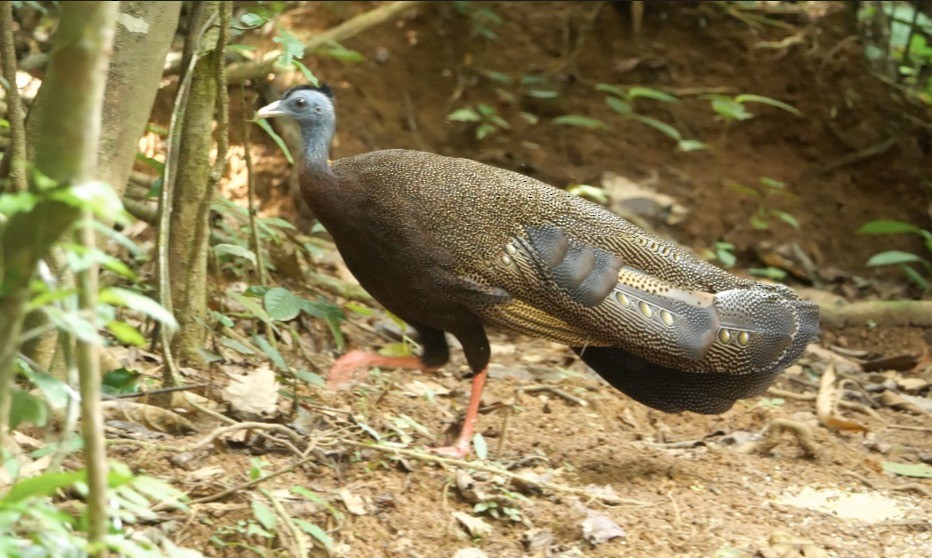 Argus géant - ML638840137