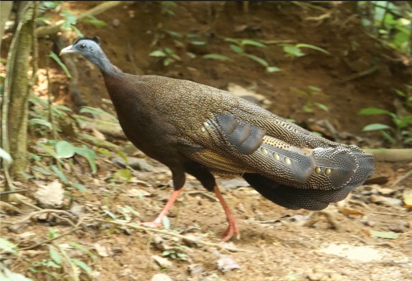 Argus géant - ML638840138