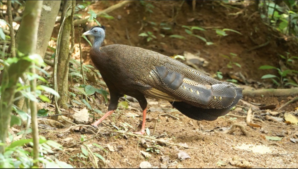Argus géant - ML638840139