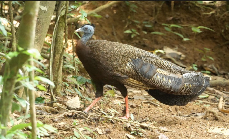 Argus géant - ML638840140