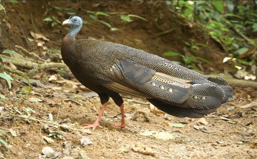 Argus géant - ML638840141