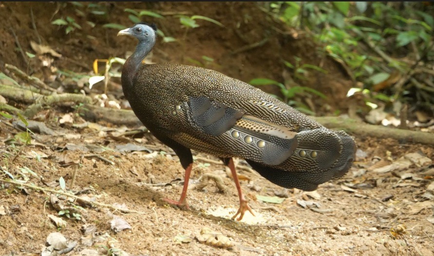 Argus géant - ML638840142