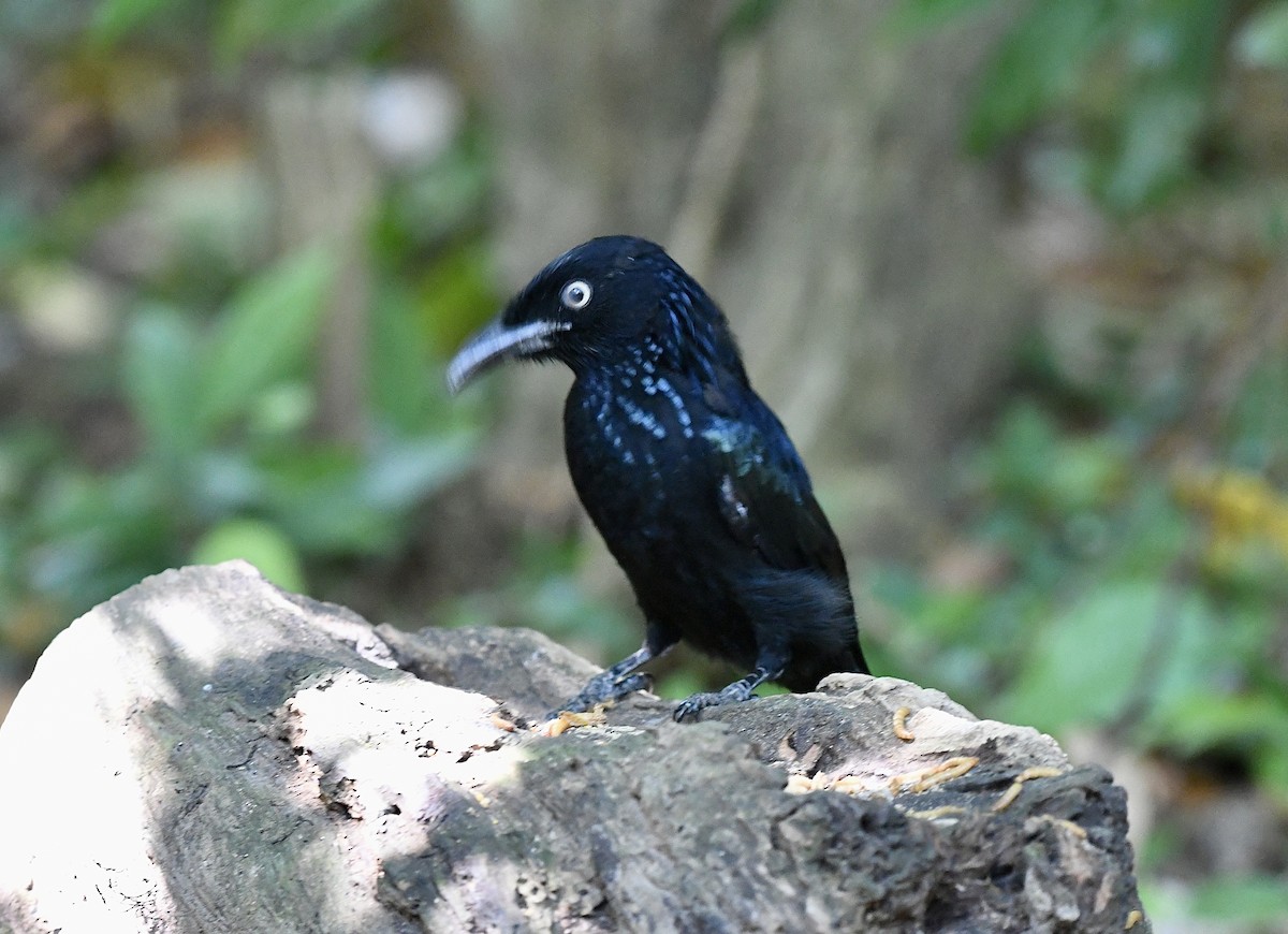 Hair-crested Drongo - ML638840175