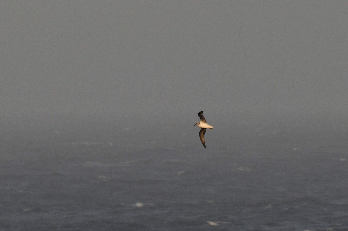 White-headed Petrel - ML638840202