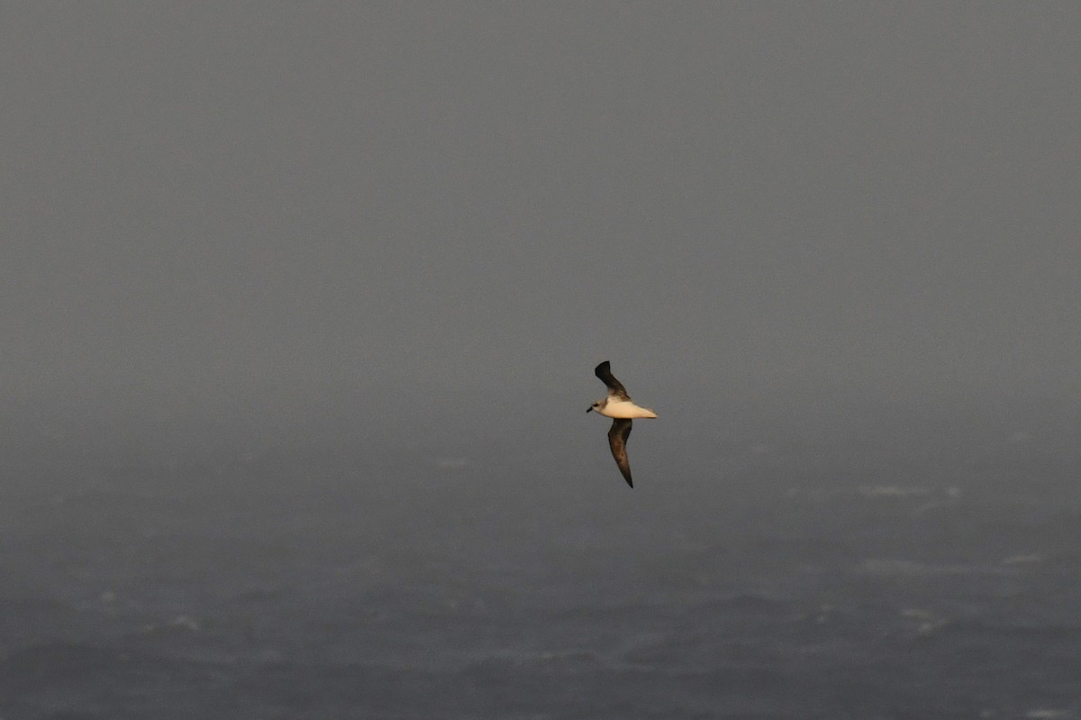 White-headed Petrel - ML638840203